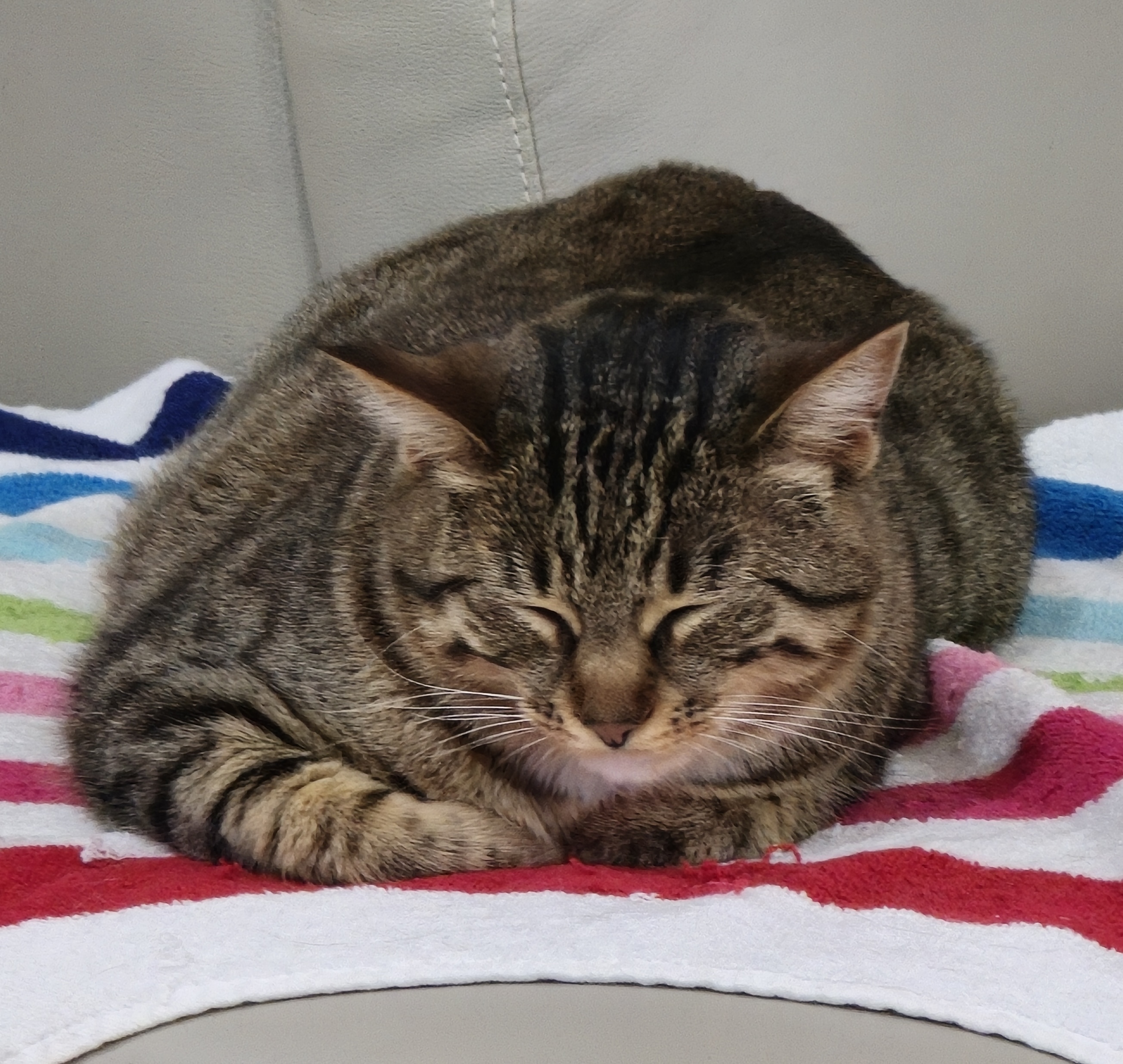 Lucky the Cat